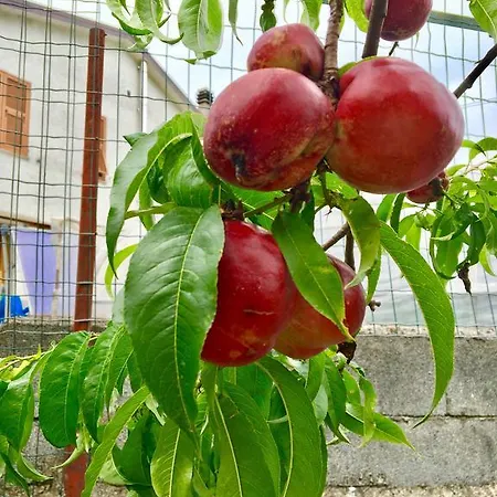 Da Marco Пиньйоне