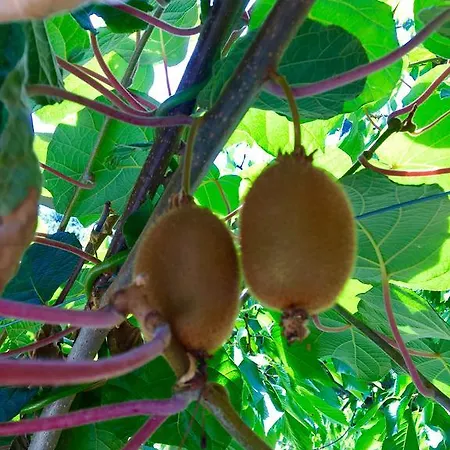 فندق Da Marco بيغنون